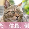 直虎48話「信長、浜松来たいってよ」立場が変われば光秀ヒーロー説