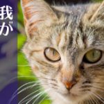 直虎12話。我こそは城主直虎! ドラマ名がサブタイトルになる盛り上がり