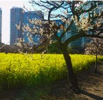 都会のオアシス! 天気の良い日は浜離宮恩賜庭園で癒されよう