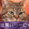 直虎15話。おんな城主対おんな大名、どちらも出家経験者の戦い