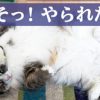 直虎39話「虎松の野望」日本一の草履番に、俺はなる!!