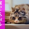 直虎42話「長篠に立てる柵」まさかの腐女子歓喜展開で攻めるNHK
