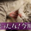 直虎11話。さらば愛しき人よ! 直親と政次、父と同じ道を辿るふたり