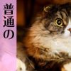 直虎36話「井伊家最後の日」まさかの龍雲丸が大勝利! ……まじかよ!!
