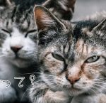なんでそうなるの!?曲がって伝わってしまう伝言ゲームの恐怖
