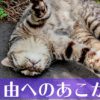 直虎24話「さよならだけが人生か?」周りの登場人物から見た直虎の評価