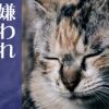 直虎33話「嫌われ政次の一生」比翼連理の鶴、おとわ。最期は愛する人の手で