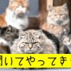 直虎16話。綿毛の案は赤毛のアン……ってちくしょうまたイケメンか!