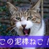 直虎20話。第三の女は直親の娘、高瀬姫。直虎と政次とのいちゃつきも