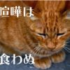 直虎8話。「赤ちゃんはまだか」戦国時代特有の大きな悩み