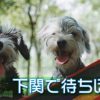 西郷どん第31話「龍馬との約束」まさかのダブルブッキングで龍馬激おこ