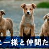西郷どん第14話「慶喜の本気」井伊の刺客との戦いで覚悟を決めたヒー様