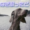 西郷どん第23話「寺田屋騒動」自分を貫いた有馬と薩摩藩の悲しい同士討ち