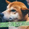 西郷どん第28話「勝と龍馬」結ぶ縁あれば切れる縁あり、で前に進みもんそ