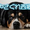 西郷どん第18話「流人 菊池源吾」字幕を出すなら薩摩言葉から出してくいやんせ