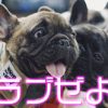 西郷どん第19話「愛加那」自分で相手を決めた結婚。ラブぜよ