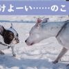 西郷どん第5話「相撲じゃ!相撲じゃ!」 ガチ相撲で殿に勝って大ピンチ!?