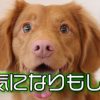 西郷どん第25話「生かされた命」斉彬様が危惧していたイギリスとの衝突