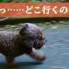 西郷どん第10話「篤姫はどこへ」海への失踪と今後の運命のダブルミーニング