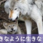 西郷どん第7話「背中の母」家族のために夢を諦めても笑顔で