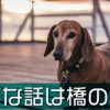 西郷どん第29話「三度目の結婚」お互いの距離感を測ってる感じがよかです