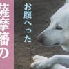 西郷どん第2話「立派なお侍」財政再建のプロ・調所広郷の年貢取り立て講座