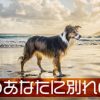 西郷どん第21話「別れの唄」愛加那さんも身を引いてしまった