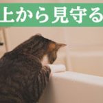 直虎41話「この玄関の片隅で」万千代の企みを見事に潰すおとわ様