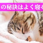 戦乱の世を駆け抜けたおんな城主直虎。彼女は何歳まで生きたのか