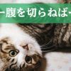 直虎49話「本能寺が変」超高速本能寺で信長にさよならバイバイ